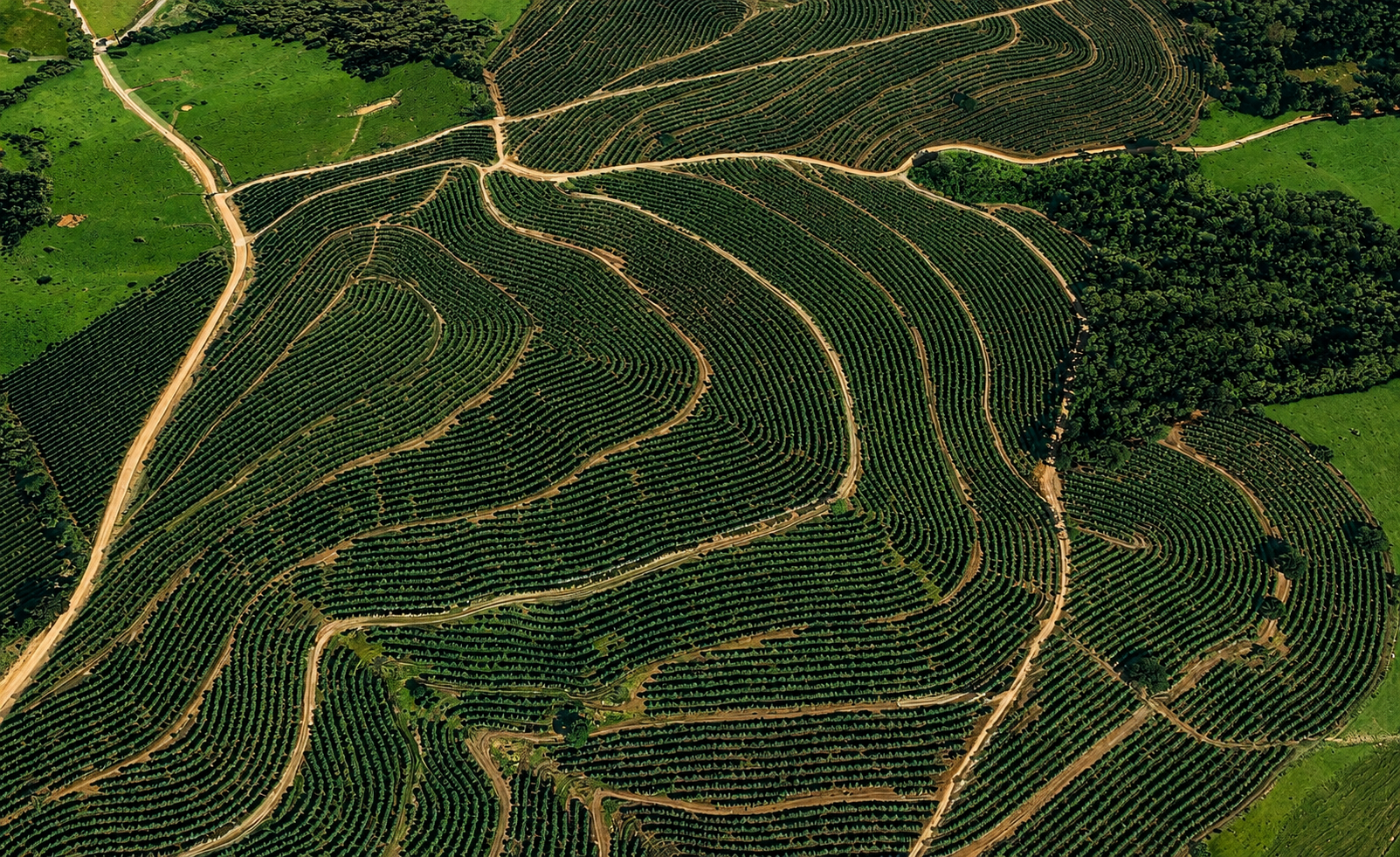 Fazenda de Café em Varginha, MG