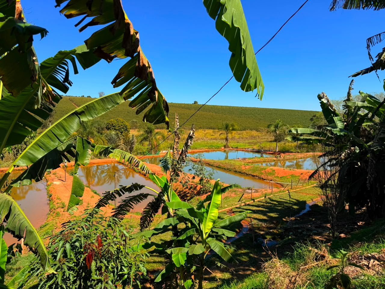 Foto 4 da propriedade